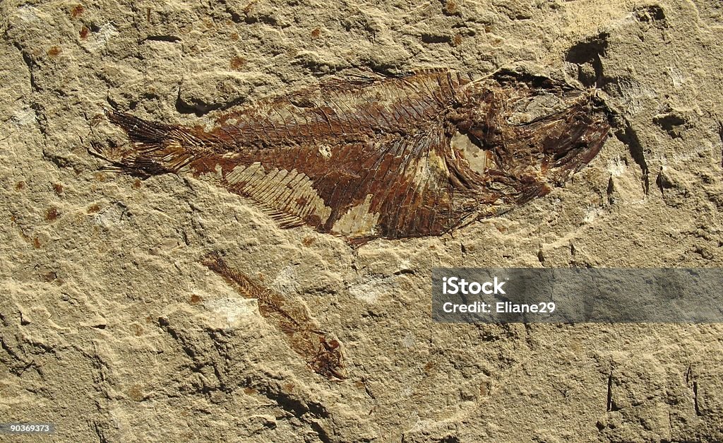 Pesce Fossil 4 - Foto stock royalty-free di Arte dell'antichità