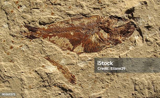 Pesce Fossil 4 - Fotografie stock e altre immagini di Arte dell'antichità - Arte dell'antichità, Sepolto, Ambiente