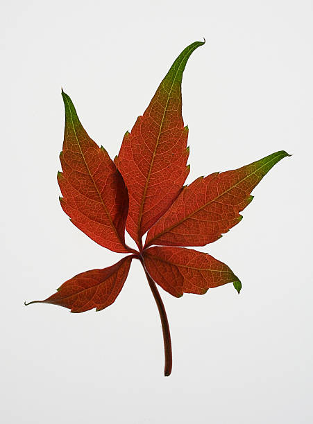 Autumn Red Leaf stock photo
