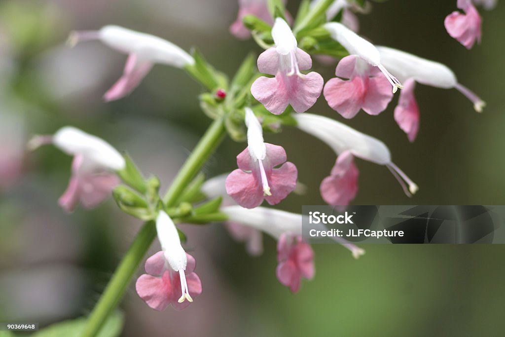 Delicadas flores cor de rosa - Royalty-free Borrifo Foto de stock