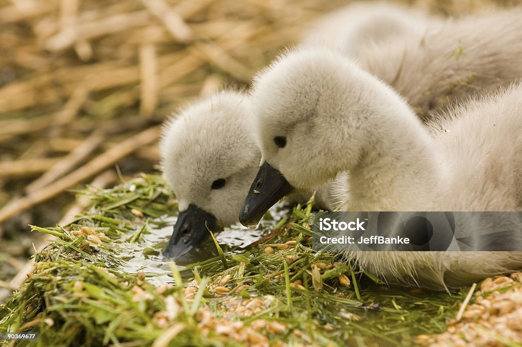 Детские swans-cygnets - Стоковые фото Abbotsbury роялти-фри