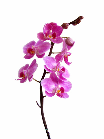 Beautiful multicolor blooming Phalaenopsis flower with stem isolated on black background, pink, purple, white colors. Close-up studio photography.