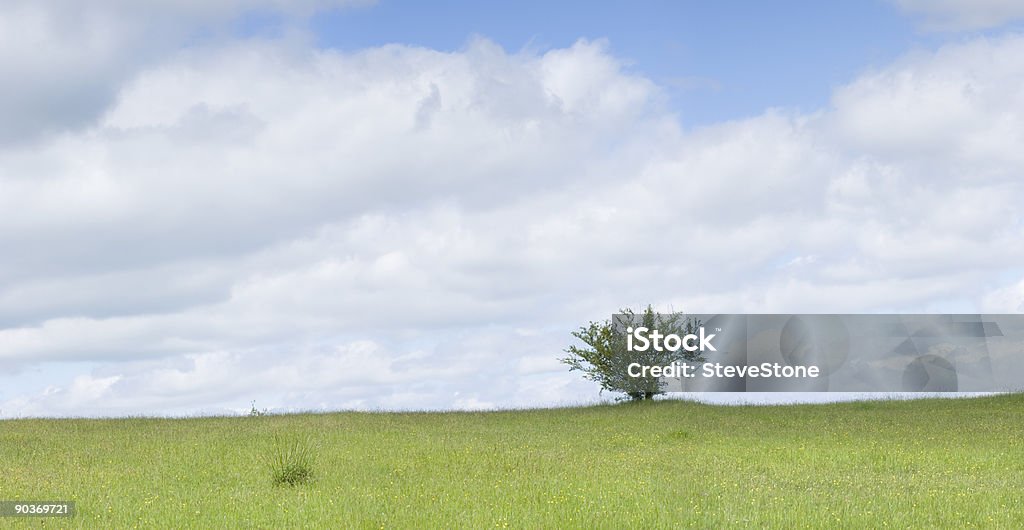 Panorama de árbol solitario - Foto de stock de Aire libre libre de derechos