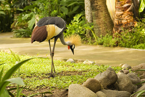 Crowned crane stock photo