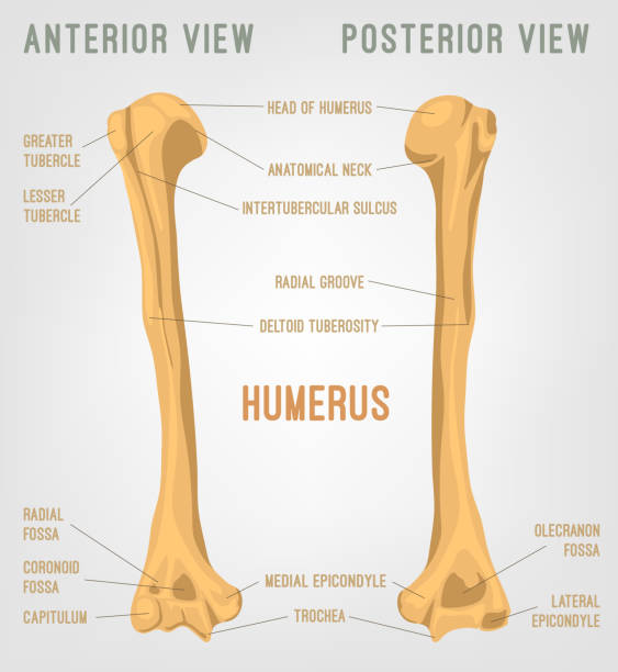 ludzka kość ramki ramiennej - humerus stock illustrations