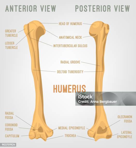 Humarus Labeled Humerus Bone Labeled Vector Illustration Diagram Stock
