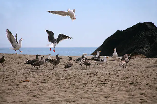 Photo of Seagulls at the Beach