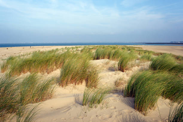 istock Sand dunes in Charente Maritime coast 903703488
