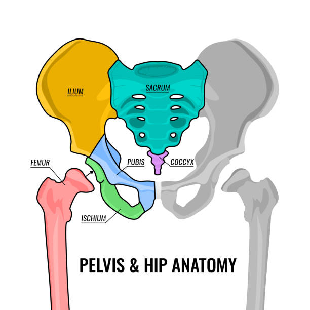 Pelvis Anatomy Scheme Human male anatomy scheme. Main pelvis bones - sacrum, ilium, coccyx, pubis, ischium and femur. Vector illustration isolated on a white background. hip body part stock illustrations