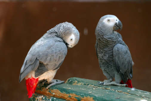 African grey parrot (Psittacus erithacus) on a wood tree branch