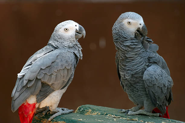 dois africanos cinzentos papagaios - african grey parrot - fotografias e filmes do acervo
