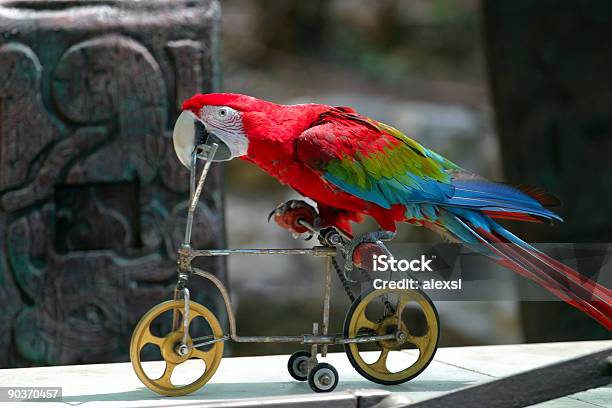 Papuga Gra Z Roweru - zdjęcia stockowe i więcej obrazów Afryka - Afryka, Bez ludzi, Bicykl