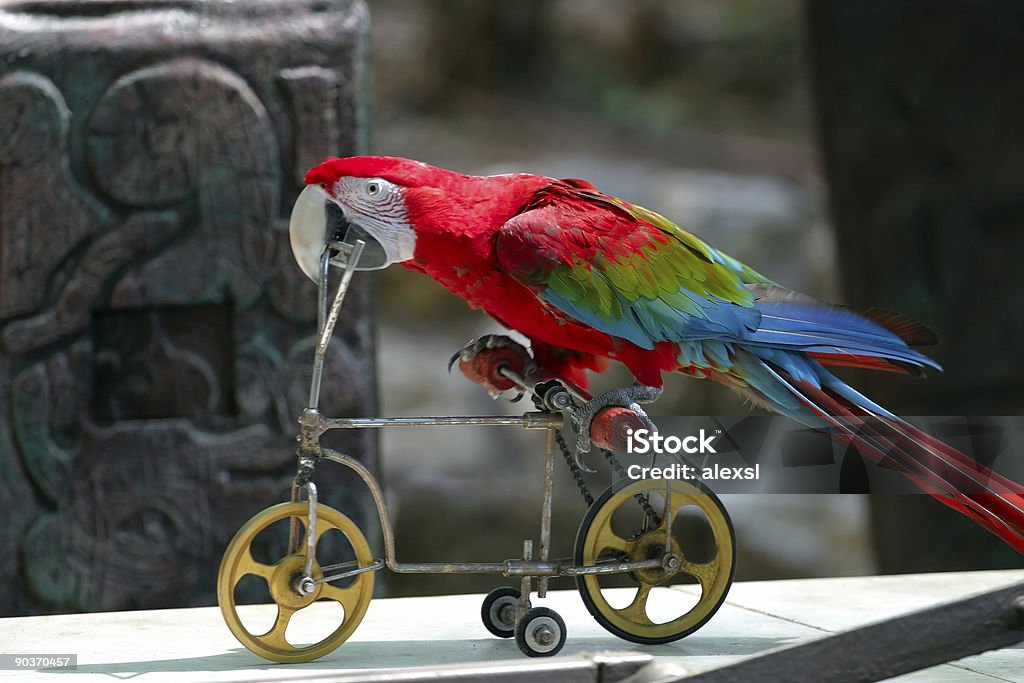 Papagaio brincando com Bicicleta - Royalty-free Animal Cativo Foto de stock