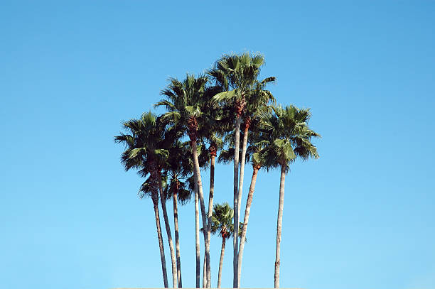 Cтоковое фото Флорида palmetto пальмовых деревьев против голубого неба.