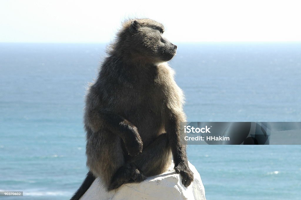 Babuíno do Cabo - Foto de stock de Animal royalty-free