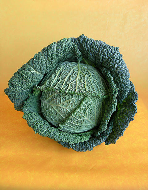 Savoy Cabbage stock photo