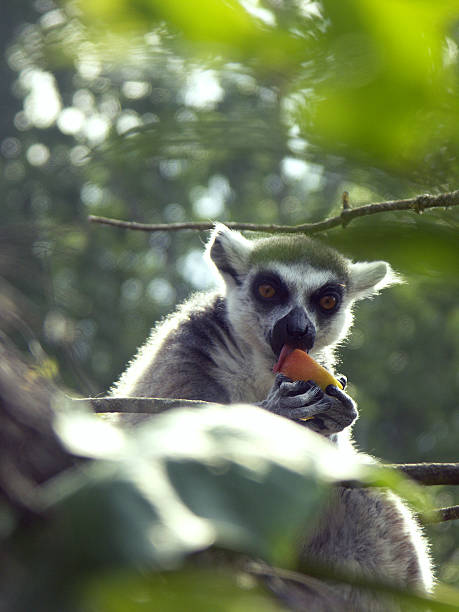 lemur eating in tree stock photo