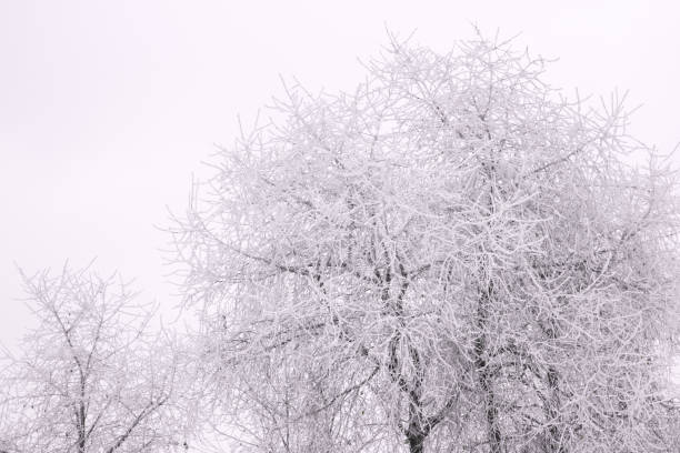 istock Branches of trees under snow after blizzard 903707254