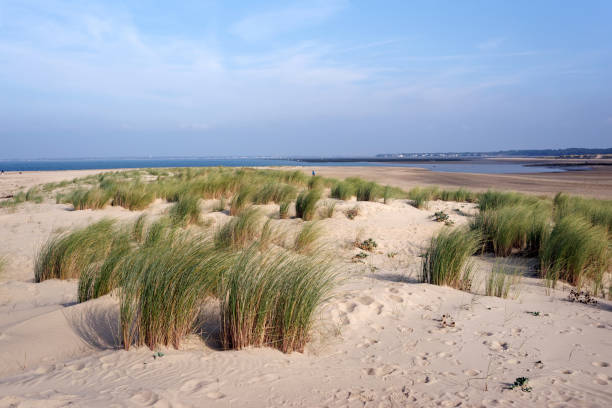 istock Sand dunes in Charente Maritime coast 903707294