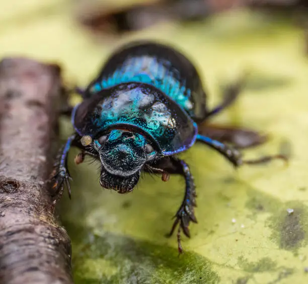 Photo of Dor Beetle