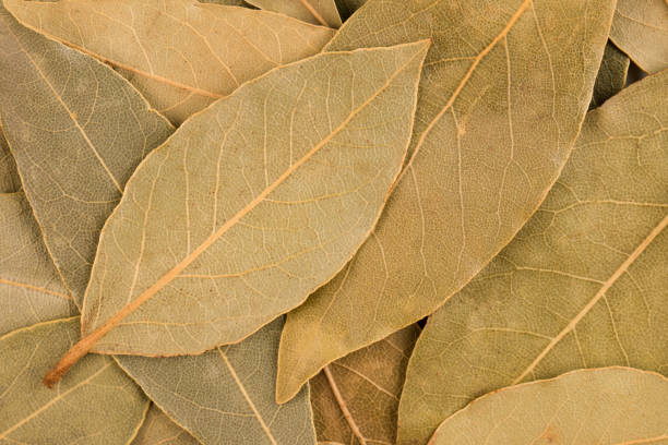istock Leaves of dried bay leaves 903707662