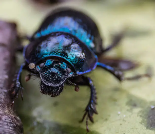 Photo of Dor Beetle