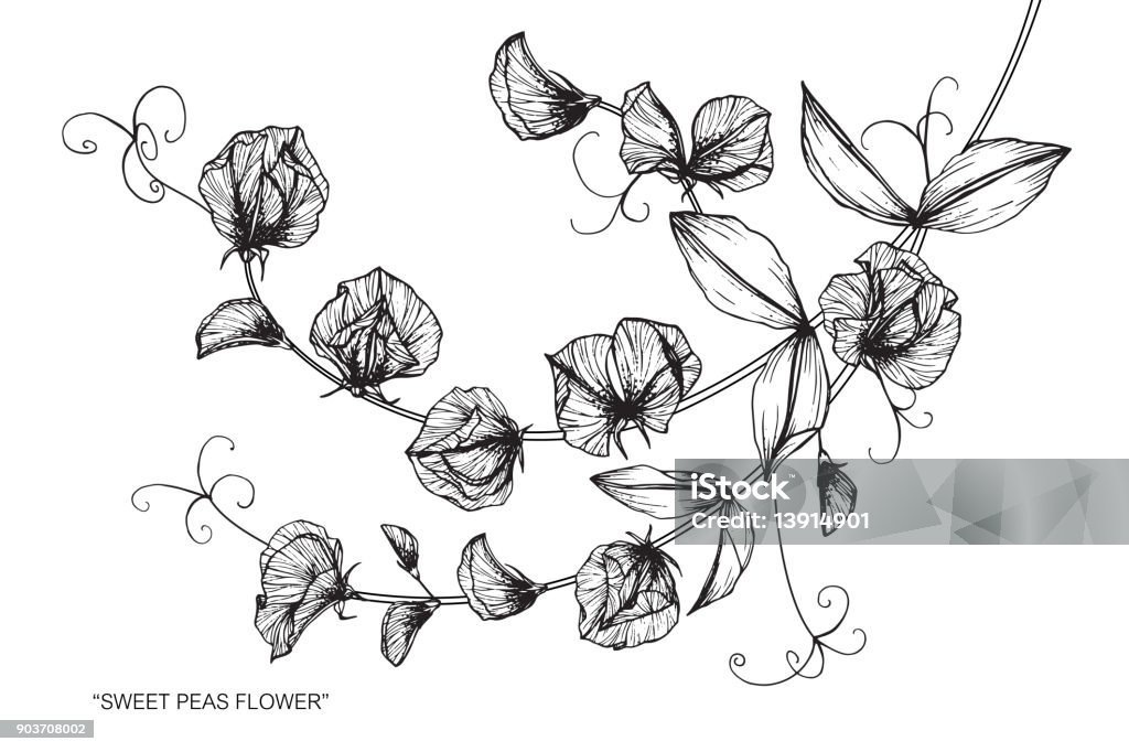 Sweet Pea Flower Drawing Stock Illustration - Download Image Now - Sweetpea, Line Art, Art - iStock Sweet Pea Flower Drawing Stock Illustration - Download Image Now - Sweetpea, Line Art, Art - iStock