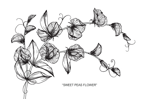 Sweet Pea Flower Drawing Stock Illustration - Download Image Now - Art,  Black Color, Blossom - iStock