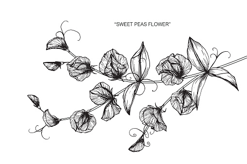Sweet Pea Flower Drawing Stock Illustration - Download Image Now - Sweetpea,  Illustration, Bouquet - iStock