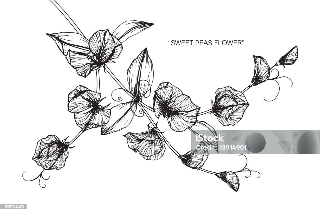 Ilustración de Dibujo De La Flor De La Arveja y más Vectores Libres de Derechos de Guisante de olor - Guisante de olor, Ilustración, Diseño de trazado - iStock Ilustración de Dibujo De La Flor De La Arveja y más Vectores Libres de Derechos de Guisante de olor - Guisante de olor, Ilustración, Diseño de trazado - iStock