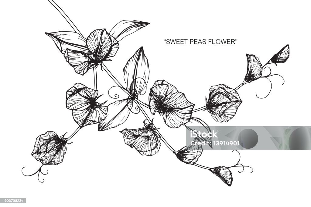 Sweet Pea Flower Drawing Stock Illustration - Download Image Now - Sweetpea,  Illustration, Line Art - iStock