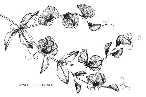 Sweet Pea Flower Drawing Stock Illustration - Download Image Now - Sweetpea,  Flower, Art - iStock