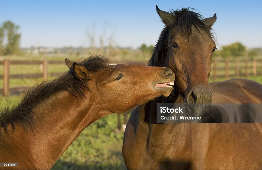 Mare and Foal  Horse Stock Photo