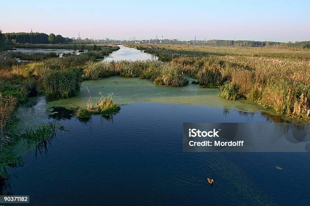 Landschaft Stockfoto und mehr Bilder von Aquatisches Lebewesen - Aquatisches Lebewesen, Bach, Baum