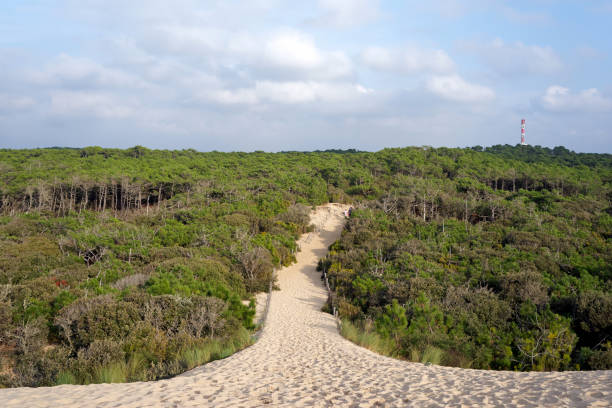 istock Forest and sand dunes in Charente Maritime coast 903712830
