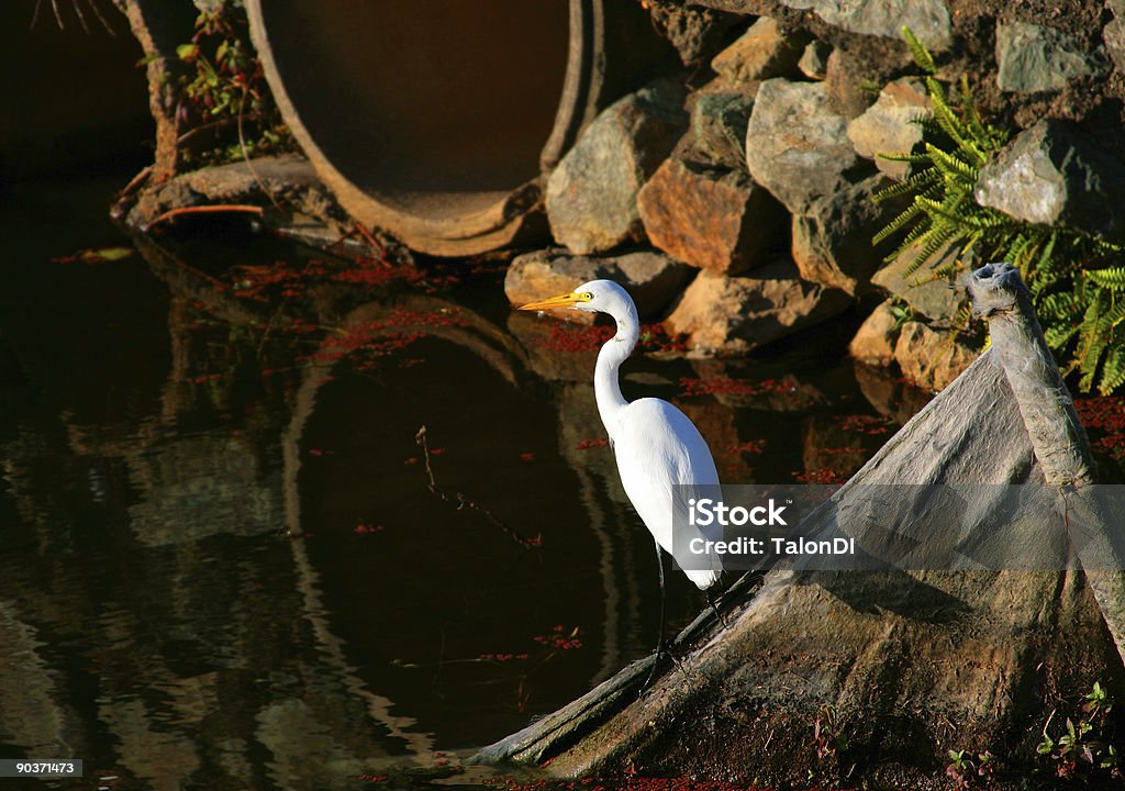 Heron - Lizenzfrei Aquatisches Lebewesen Stock-Foto