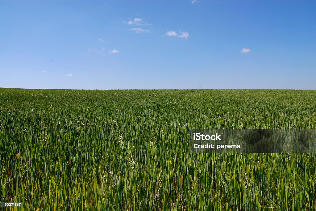 Krajobraz pola pszenicy z jasne niebo - Zbiór zdjęć royalty-free (Bez ludzi)