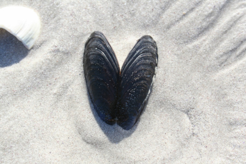 A heart-shaped muscle shell