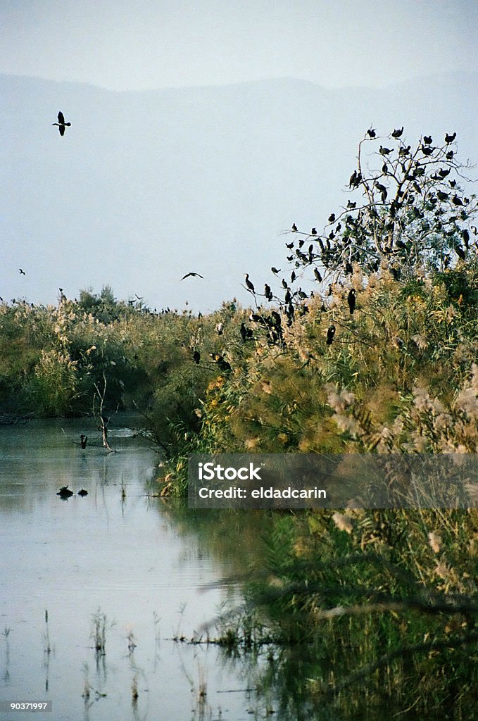 Baum des Crows von einem Fluss - Lizenzfrei Bach Stock-Foto