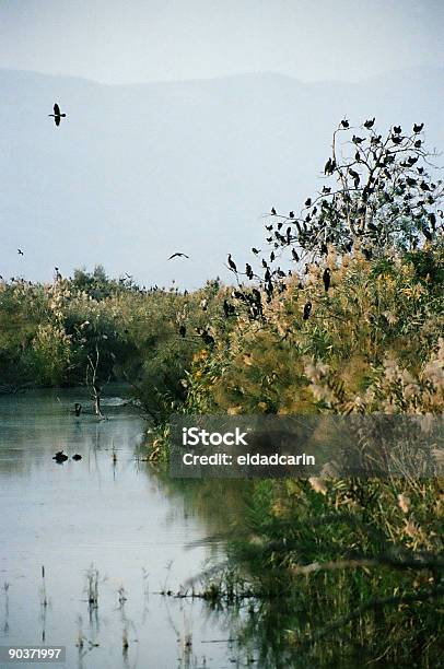 Baum Des Crows Von Einem Fluss Stockfoto und mehr Bilder von Bach - Bach, Krähe, Wildschutzgebiet