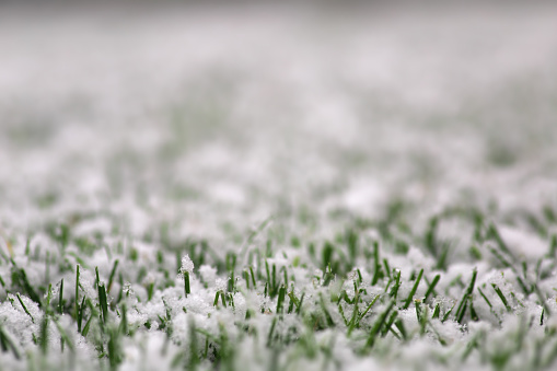 Close-up of snowy lawn grass