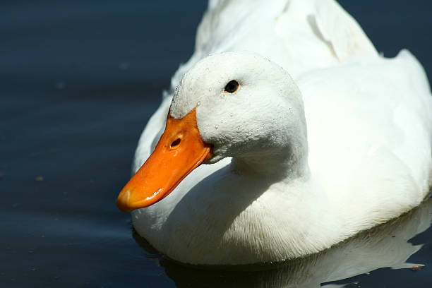 istock White domestic duck in a pond 90372039
