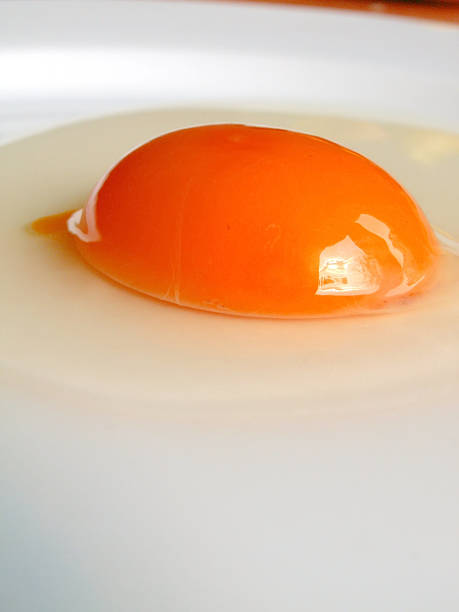 egg stock photo