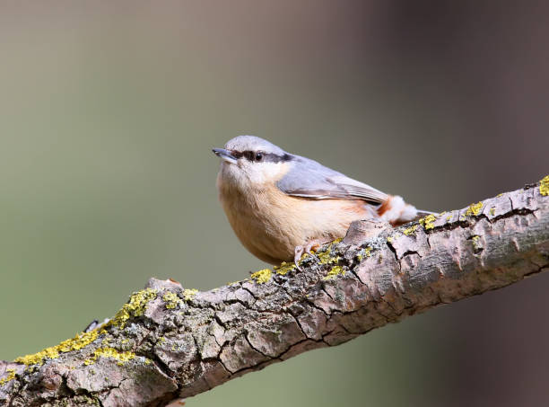 istock The Eurasian nuthatches close up portrait 903723698