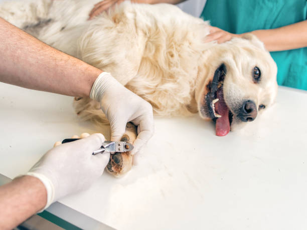 veterinario es cortar uñas de perros - dedo del pie animal fotografías e imágenes de stock