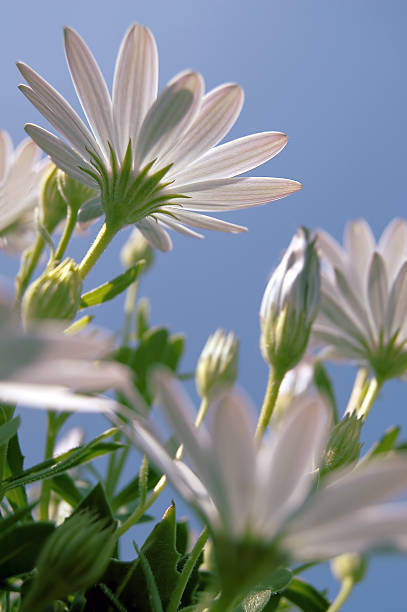 Flores brancas - foto de acervo