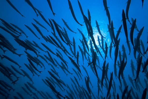 バラクーダスと太陽 - fish barracuda underwater circle ストックフォトと画像