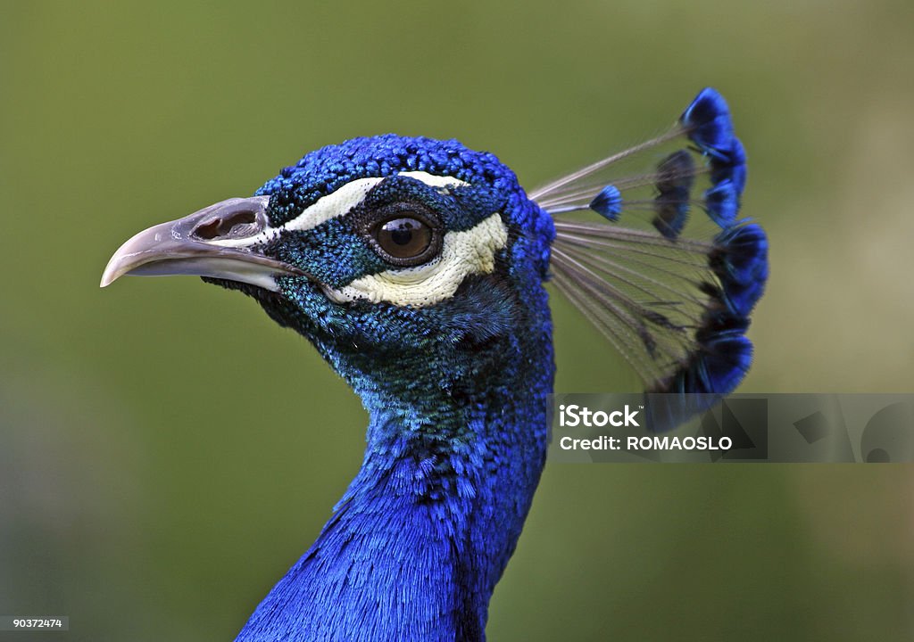 Retrato de perfil de Peacock - Foto de stock de Pavo real libre de derechos