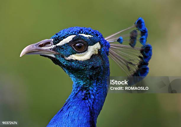 Retrato De Perfil De Peacock Foto de stock y más banco de imágenes de Pavo real - Pavo real, Pico - Boca de animal, Animal