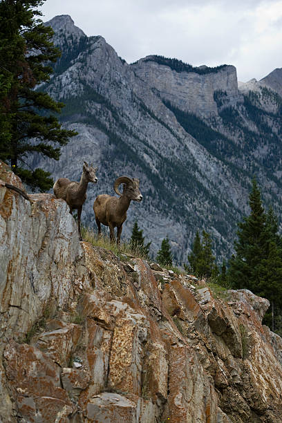 istock Male and female bighorn sheep 90372495